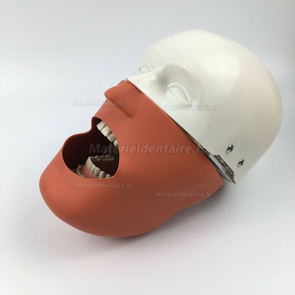 Jingle JG-C1 pratique de chirurgie dentaire modèle tête pince type Simulation tête fantôme